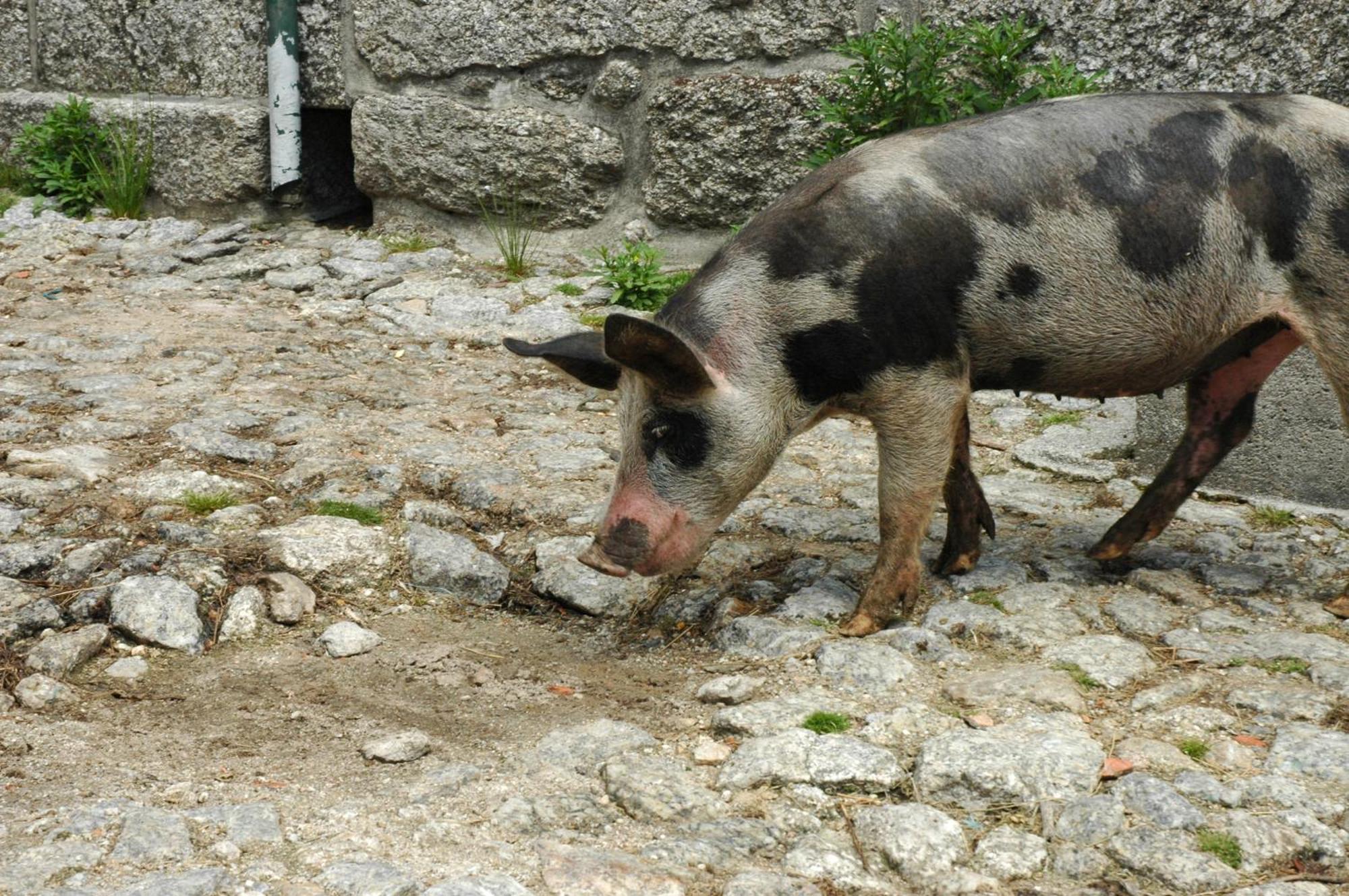 Casa De Campo Monte Abades Konuk evi Terras de Bouro Dış mekan fotoğraf